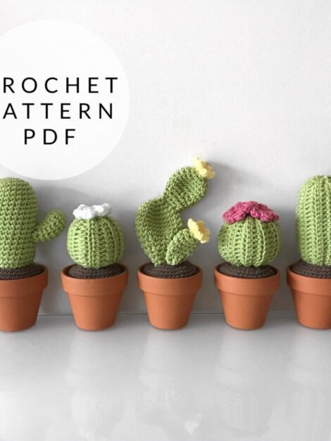 Cactus bundle (5)
